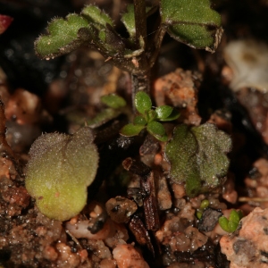 Photographie n°289283 du taxon Viola roccabrunensis M.Espeut [2004]