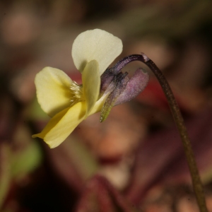 Photographie n°289284 du taxon Viola roccabrunensis M.Espeut [2004]