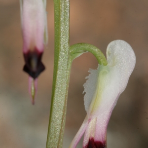 Photographie n°289294 du taxon Fumaria capreolata subsp. capreolata