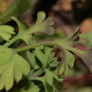 Photographie n°289295 du taxon Fumaria capreolata subsp. capreolata