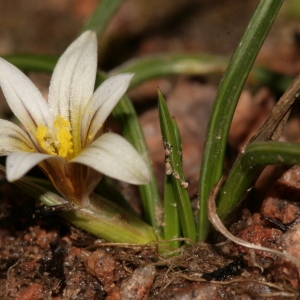 Photographie n°289301 du taxon Romulea columnae subsp. columnae