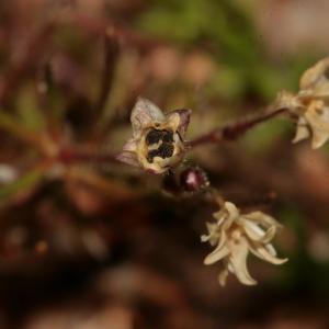 Photographie n°289306 du taxon Spergula arvensis L. [1753]