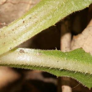 Photographie n°289311 du taxon Urospermum dalechampii (L.) Scop. ex F.W.Schmidt [1795]