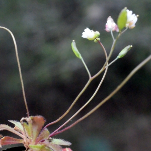 Photographie n°289335 du taxon Erophila verna (L.) Chevall.