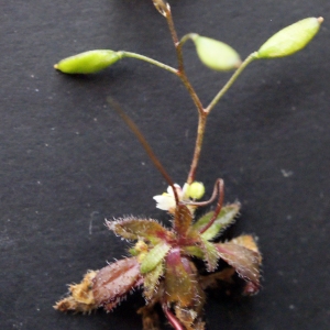 Photographie n°289350 du taxon Erophila verna (L.) Chevall.