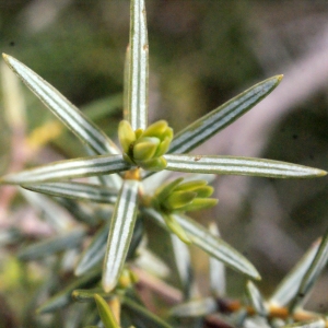  - Juniperus oxycedrus L. [1753]