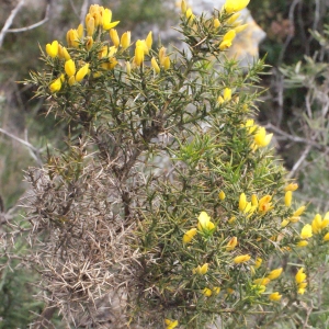 Photographie n°289394 du taxon Ulex parviflorus Pourr. [1788]