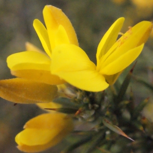 Photographie n°289396 du taxon Ulex parviflorus Pourr. [1788]