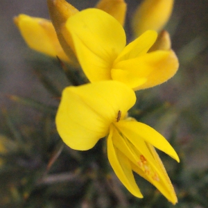 Photographie n°289399 du taxon Ulex parviflorus Pourr. [1788]