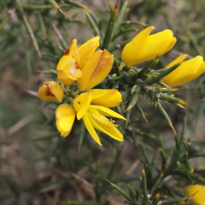 Photographie n°289401 du taxon Ulex parviflorus Pourr. [1788]