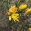  Liliane Roubaudi - Ulex parviflorus Pourr. [1788]