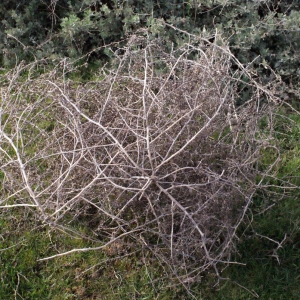 Photographie n°289403 du taxon Salsola kali L. [1753]