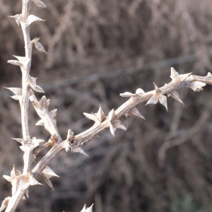 Photographie n°289408 du taxon Salsola kali L. [1753]
