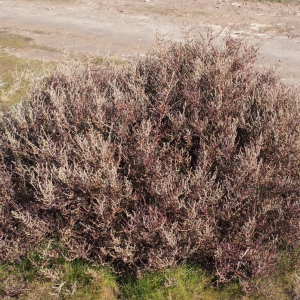 Photographie n°289411 du taxon Sarcocornia fruticosa (L.) A.J.Scott [1978]