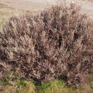 Photographie n°289412 du taxon Sarcocornia fruticosa (L.) A.J.Scott [1978]