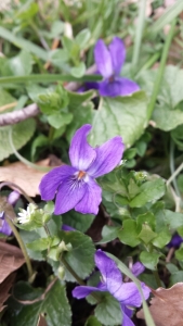 Julien CHAMP, le  3 mars 2015 (Colognac)