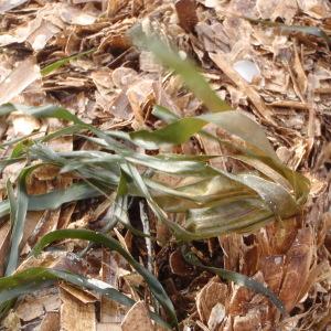 Photographie n°289473 du taxon Posidonia oceanica (L.) Delile [1813]