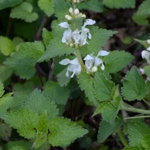 Photographie n°289481 du taxon Lamium album L. [1753]