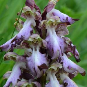 Photographie n°289493 du taxon Himantoglossum robertianum (Loisel.) P.Delforge [1999]