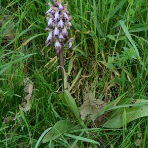 Photographie n°289494 du taxon Himantoglossum robertianum (Loisel.) P.Delforge [1999]