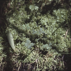 Marsilea strigosa Willd. (Fougère d'eau à poils rudes)