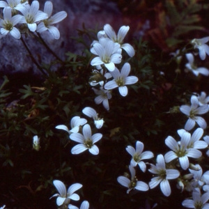 Saxifraga cuneata var. corbariensis (Timb.-Lagr.) O.Bolòs, Vigo, Masalles & Ninot (Saxifrage des Corbières)