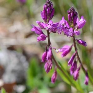 Photographie n°289554 du taxon Polygala comosa Schkuhr [1796]