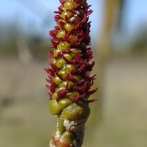 Photographie n°289571 du taxon Alnus cordata (Loisel.) Duby [1828]