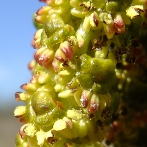 Photographie n°289573 du taxon Alnus cordata (Loisel.) Duby [1828]