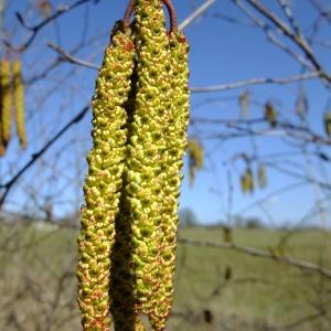 Photographie n°289577 du taxon Alnus cordata (Loisel.) Duby [1828]