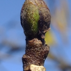 Photographie n°289582 du taxon Alnus cordata (Loisel.) Duby [1828]