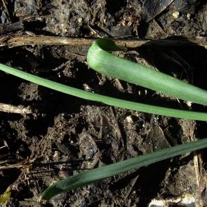 Photographie n°289617 du taxon Galanthus nivalis L. [1753]