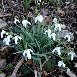 Photographie n°289618 du taxon Galanthus nivalis L. [1753]