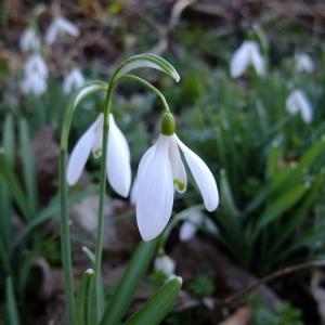 Photographie n°289619 du taxon Galanthus nivalis L. [1753]