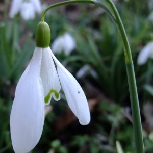 Photographie n°289620 du taxon Galanthus nivalis L. [1753]
