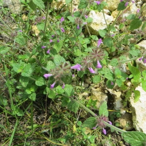 Photographie n°289671 du taxon Clinopodium vulgare L. [1753]