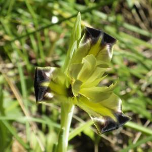 Photographie n°289702 du taxon Iris tuberosa L. [1753]