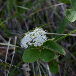 Photographie n°289705 du taxon Viburnum lantana L. [1753]