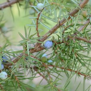 Photographie n°289706 du taxon Juniperus communis L. [1753]