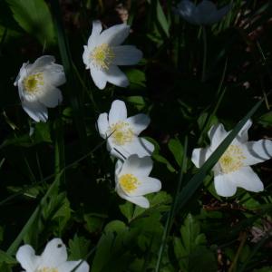 Photographie n°289709 du taxon Anemone nemorosa L. [1753]