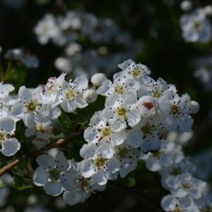 Photographie n°289710 du taxon Crataegus laevigata (Poir.) DC. [1825]