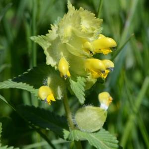 Photographie n°289721 du taxon Rhinanthus alectorolophus (Scop.) Pollich [1777]