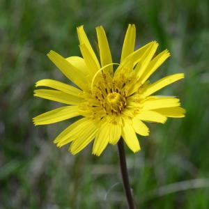 Photographie n°289746 du taxon Tragopogon pratensis L. [1753]