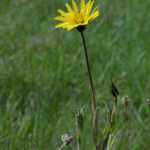 Photographie n°289749 du taxon Tragopogon pratensis L. [1753]