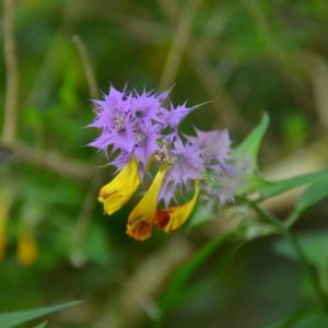 Photographie n°289756 du taxon Melampyrum catalaunicum Freyn [1884]