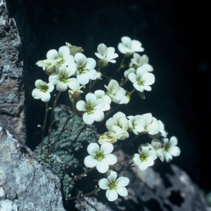  - Saxifraga valdensis DC. [1815]