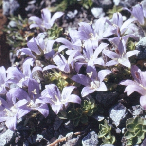 Photographie n°289761 du taxon Campanula cenisia L. [1763]