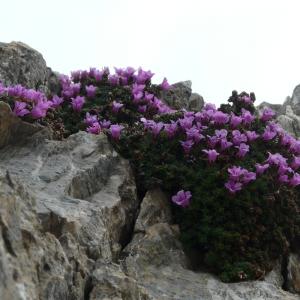 Photographie n°289764 du taxon Saxifraga oppositifolia L. [1753]