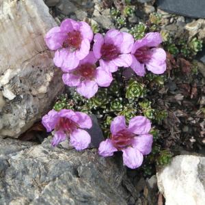 Photographie n°289766 du taxon Saxifraga oppositifolia L. [1753]