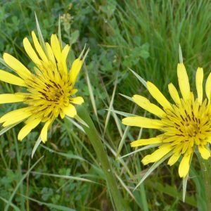 Photographie n°289767 du taxon Tragopogon dubius Scop. [1772]